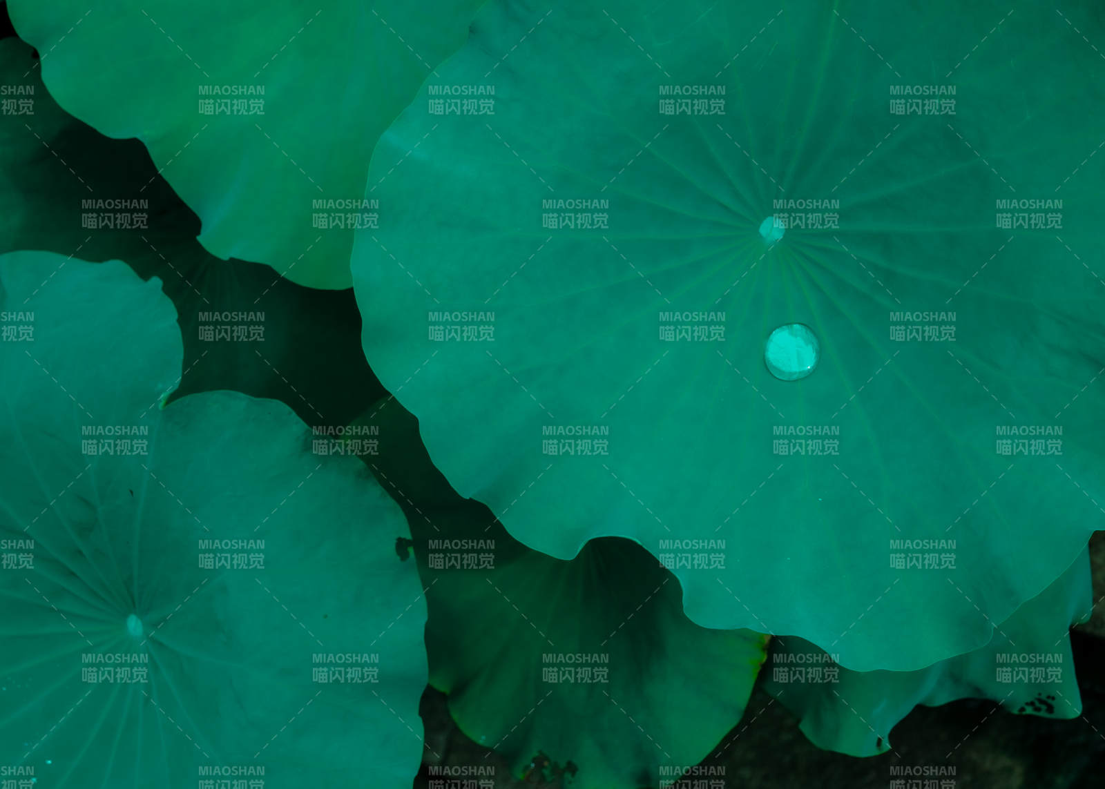 荷叶上的露珠图片