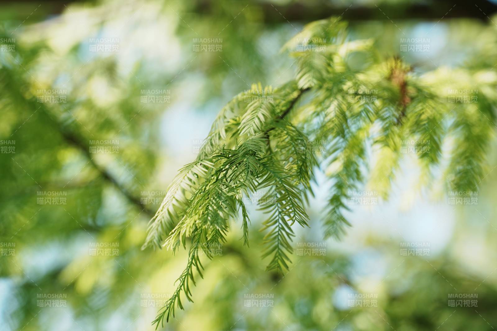 绿叶枝头 清新自然图片