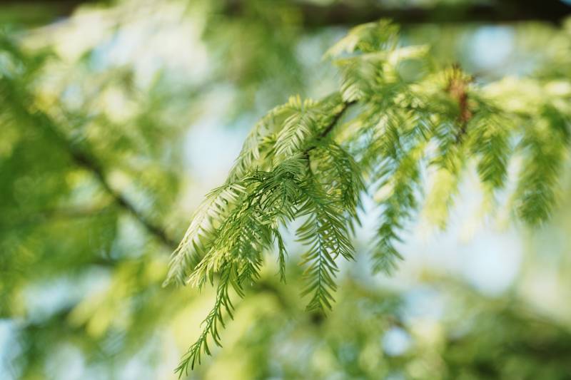 绿叶枝头 清新自然图片