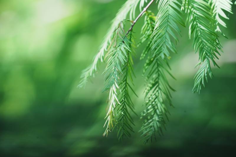 绿叶轻舞 自然之美图片