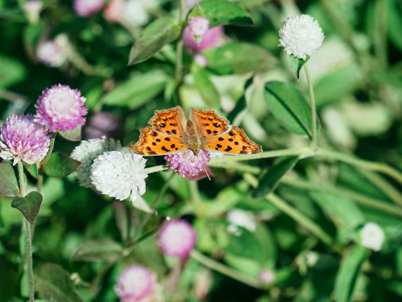 蝴蝶栖息于花丛之中图片