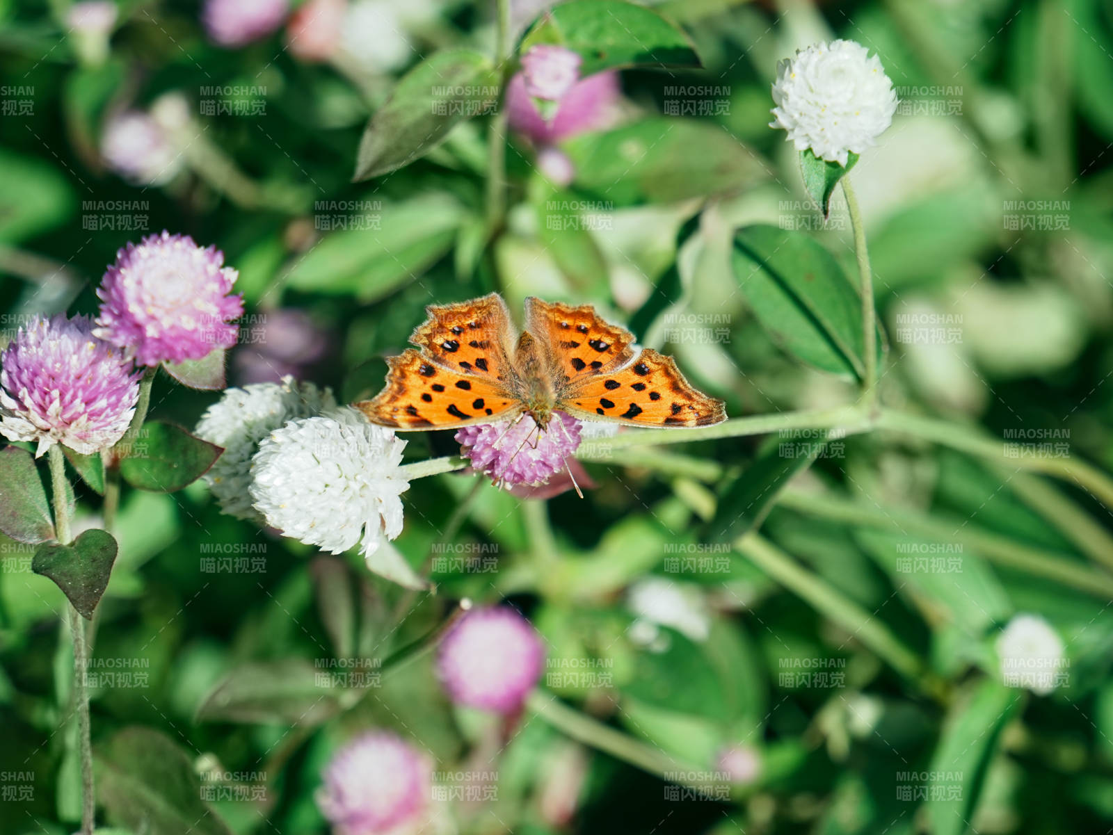 蝴蝶栖息于花丛之中图片