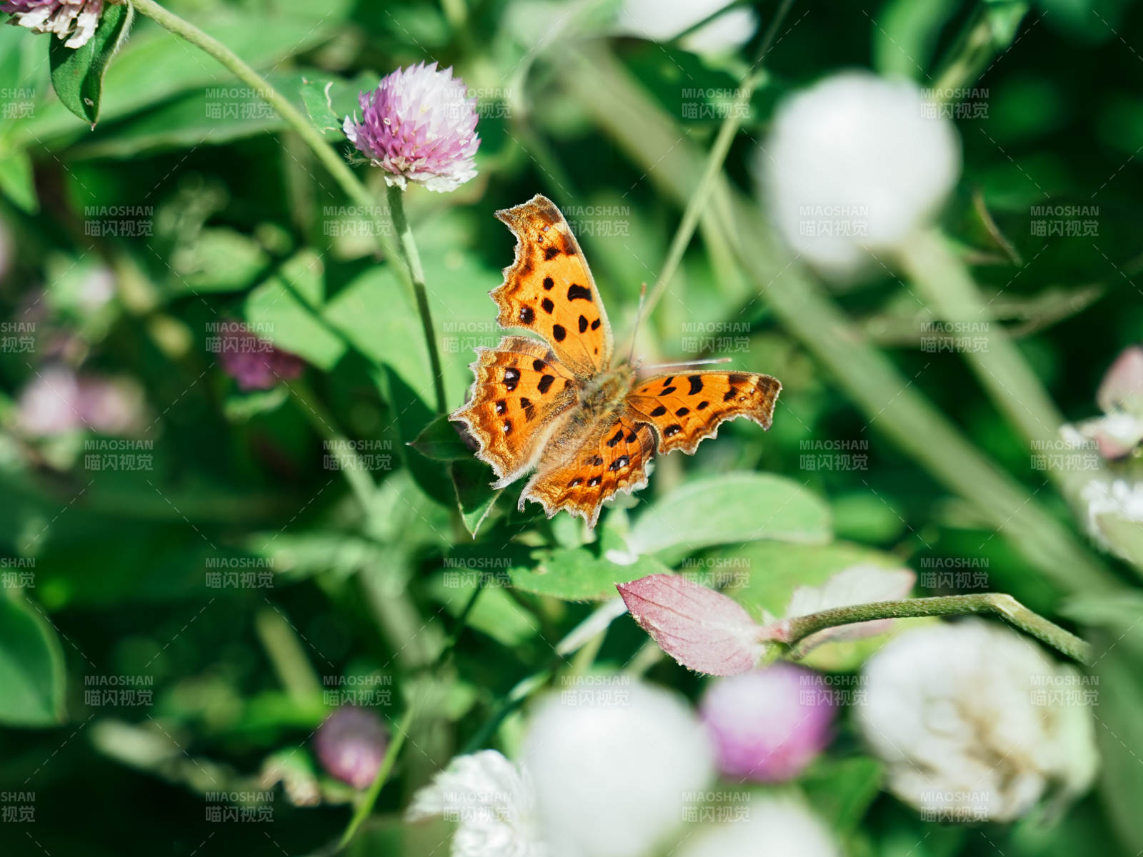 花间蝴蝶翩翩舞图片