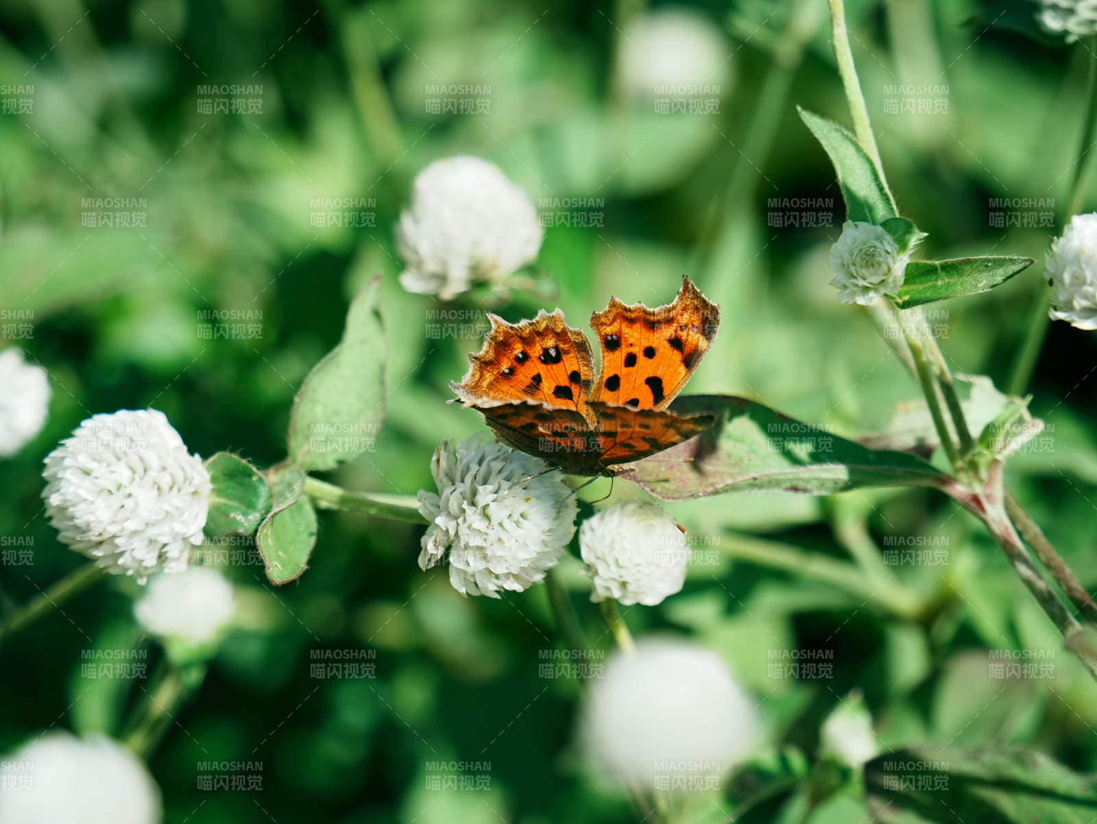 蝴蝶栖息于白色花朵间图片