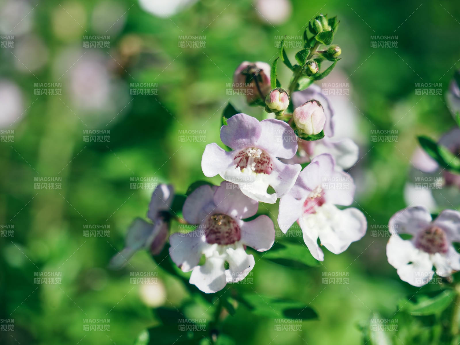 淡雅紫花 自然之美图片