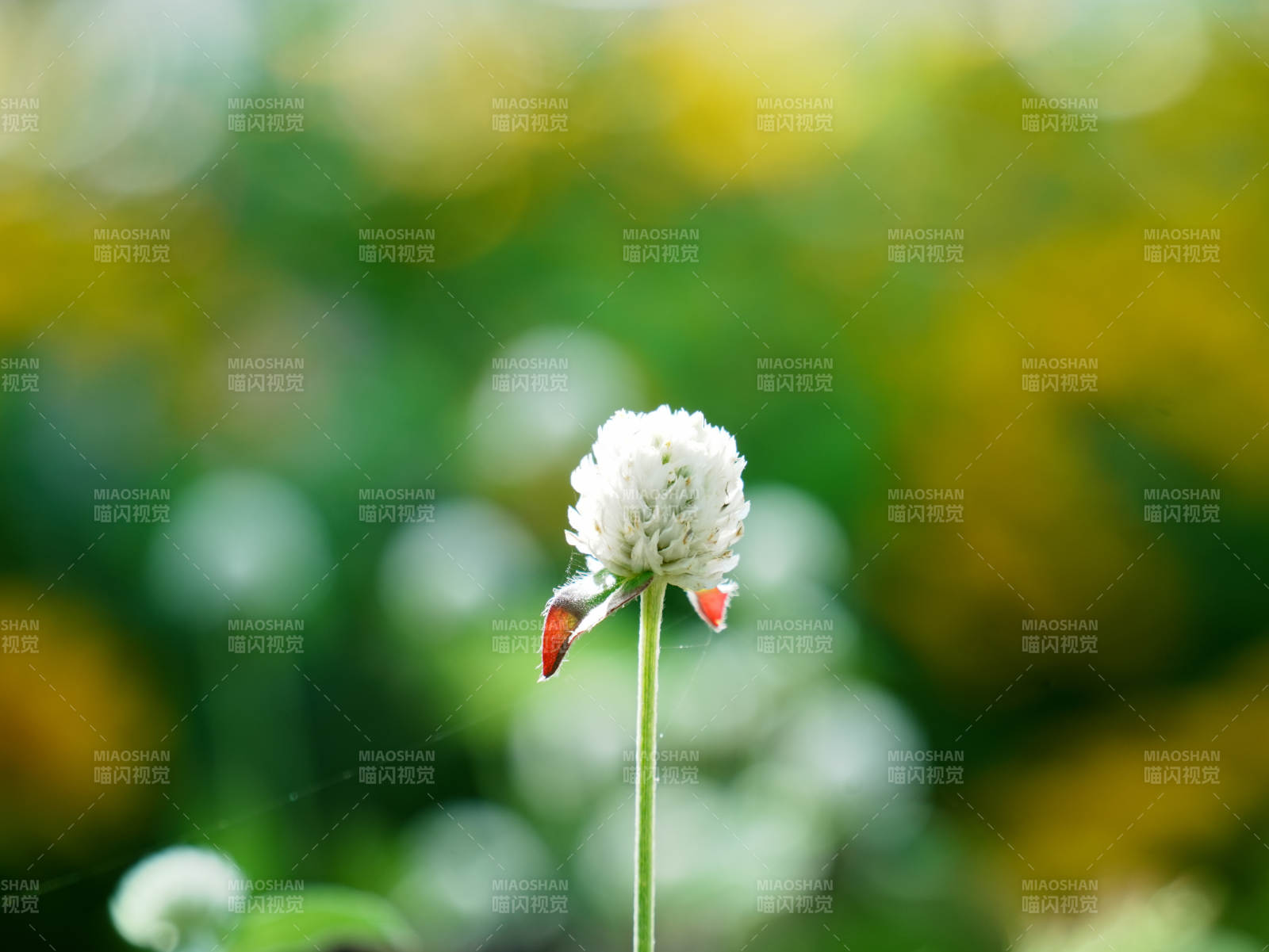 微风中的小白花图片