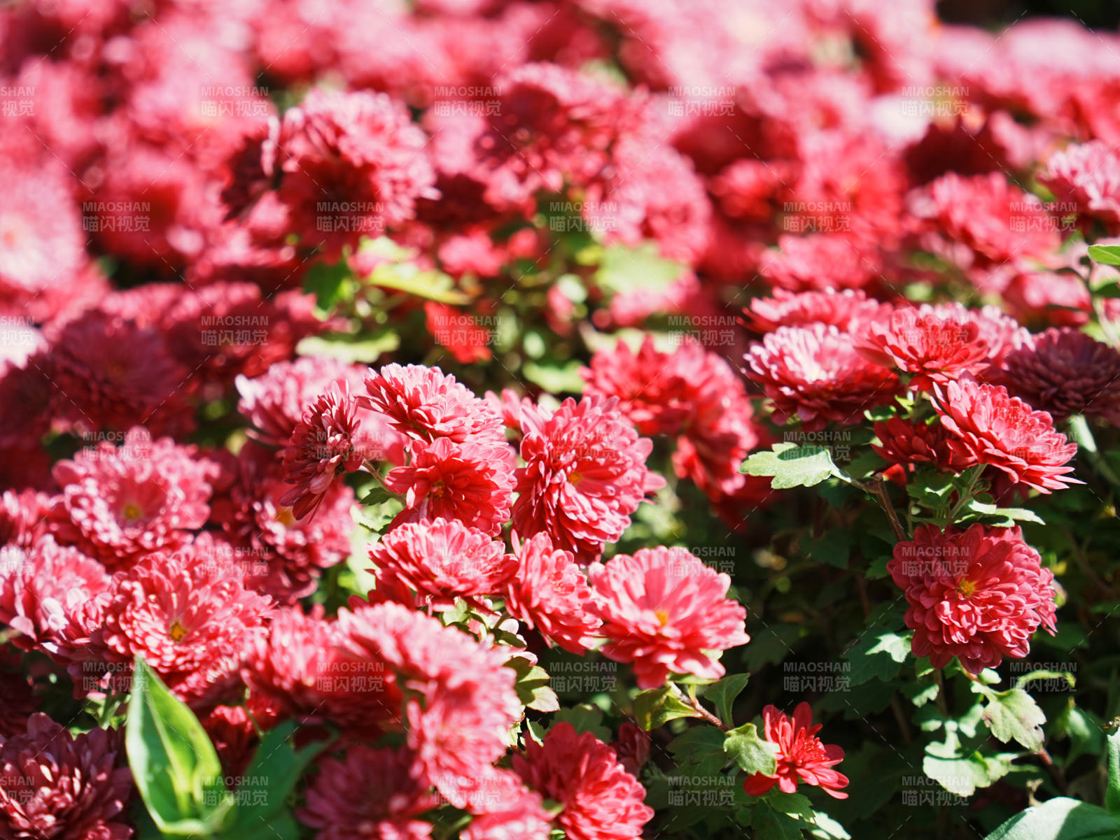 红色菊花盛开的美景图片