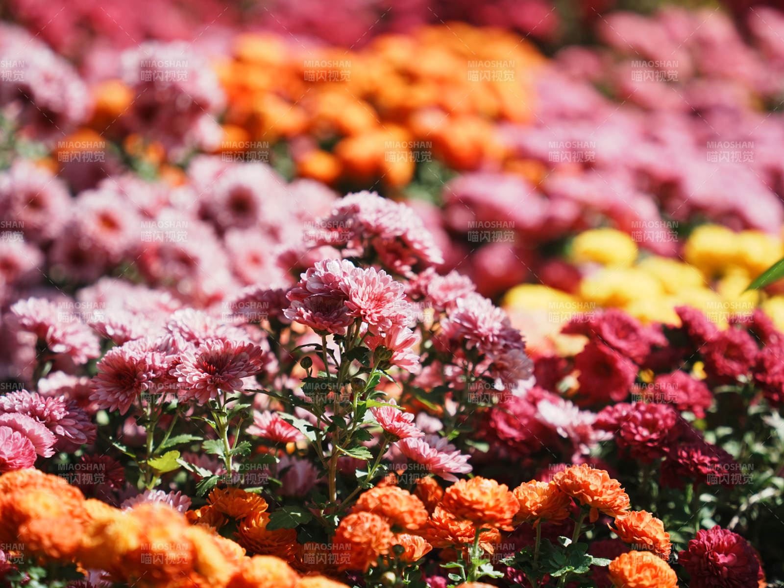 五彩缤纷的花海盛开图片