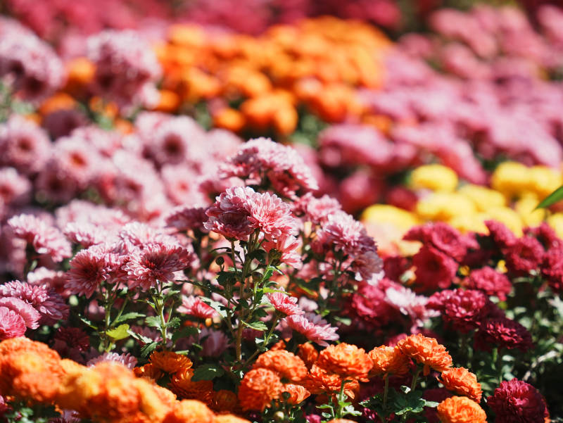 五彩缤纷的花海盛开图片