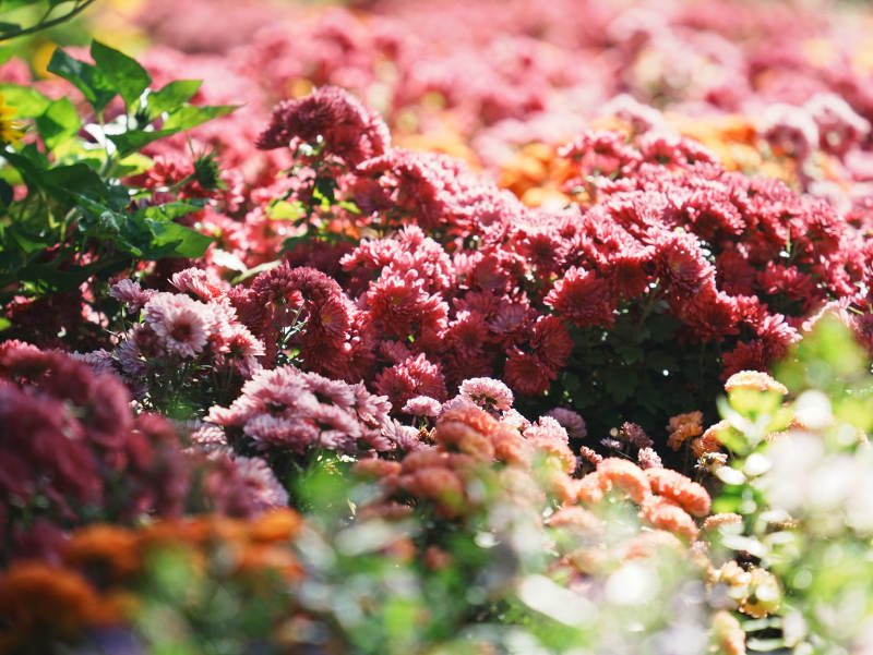 秋日花海 色彩斑斓图片