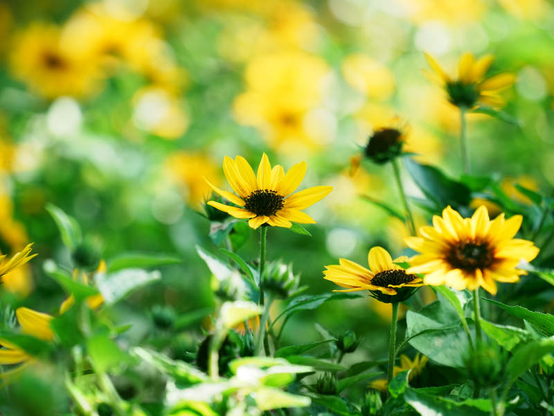 阳光下的黄色小花图片