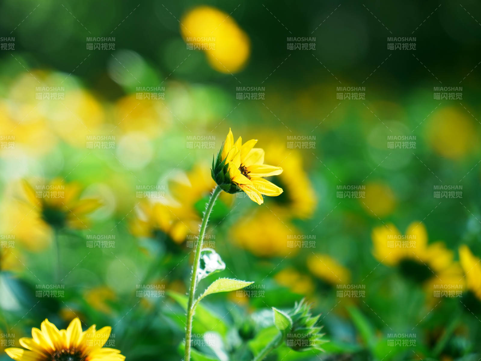阳光下的黄色小花图片