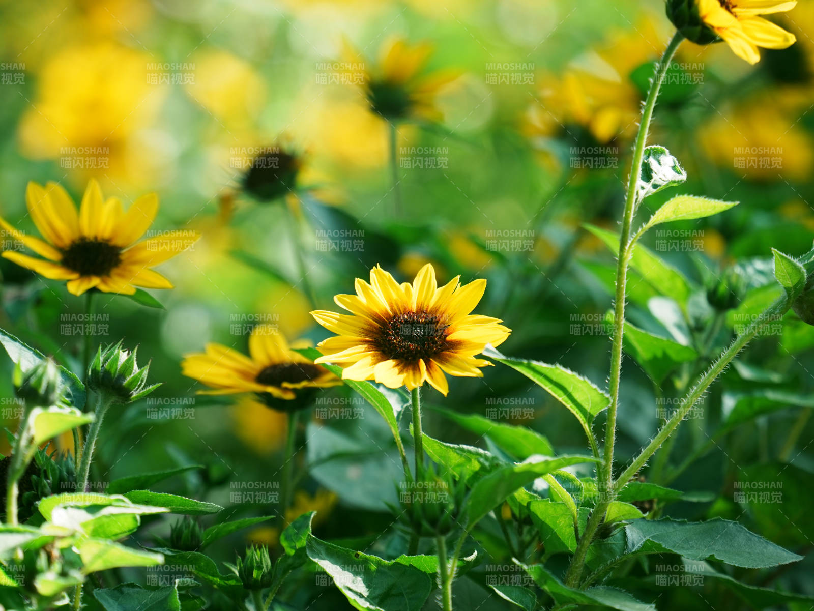 向日葵的明媚时光图片
