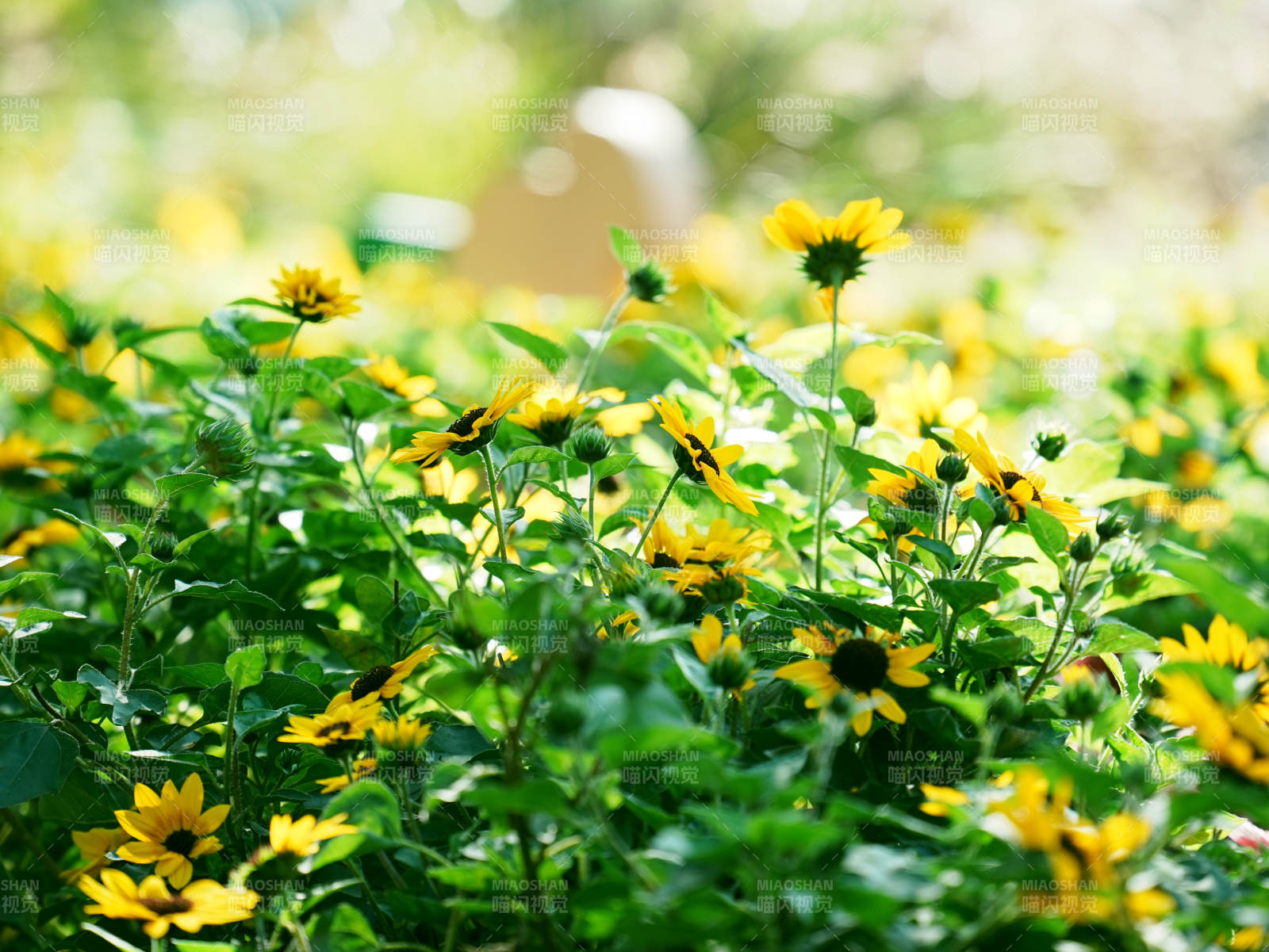 阳光下的黄色小花丛图片