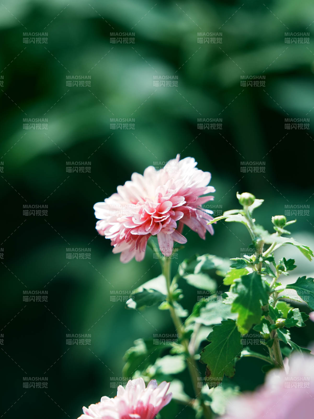 粉色菊花在绿叶中绽放图片