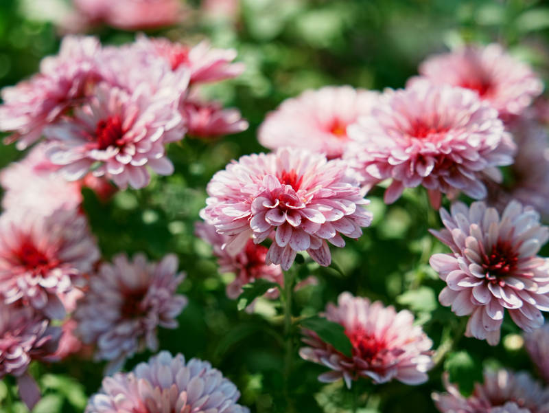 粉色菊花绽放花园中图片