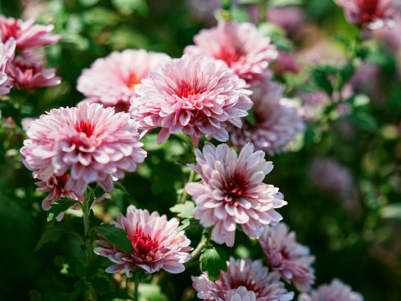 粉色菊花绽放花园中图片