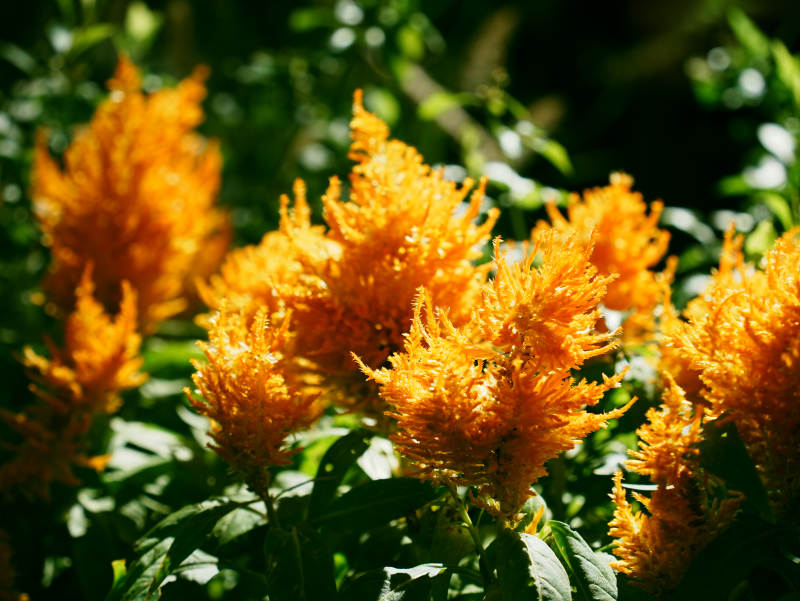 金黄色的凤尾花盛开图片