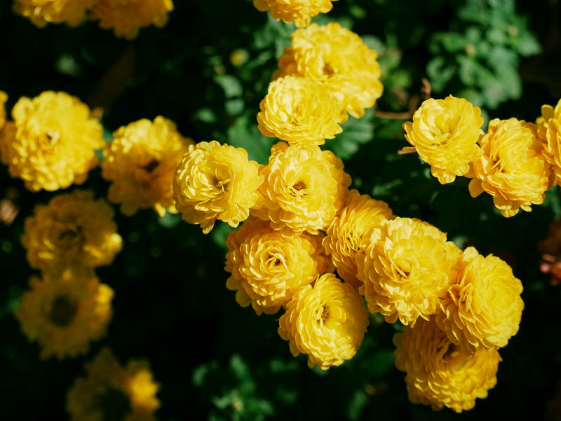 金黄玫瑰绽放光彩图片