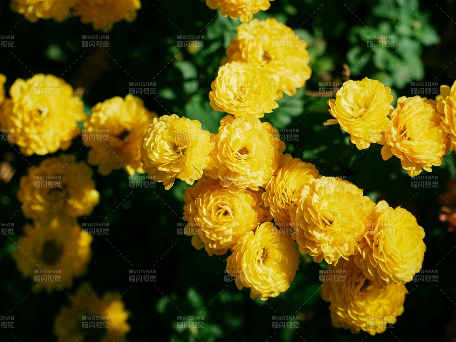 金黄玫瑰绽放光彩图片