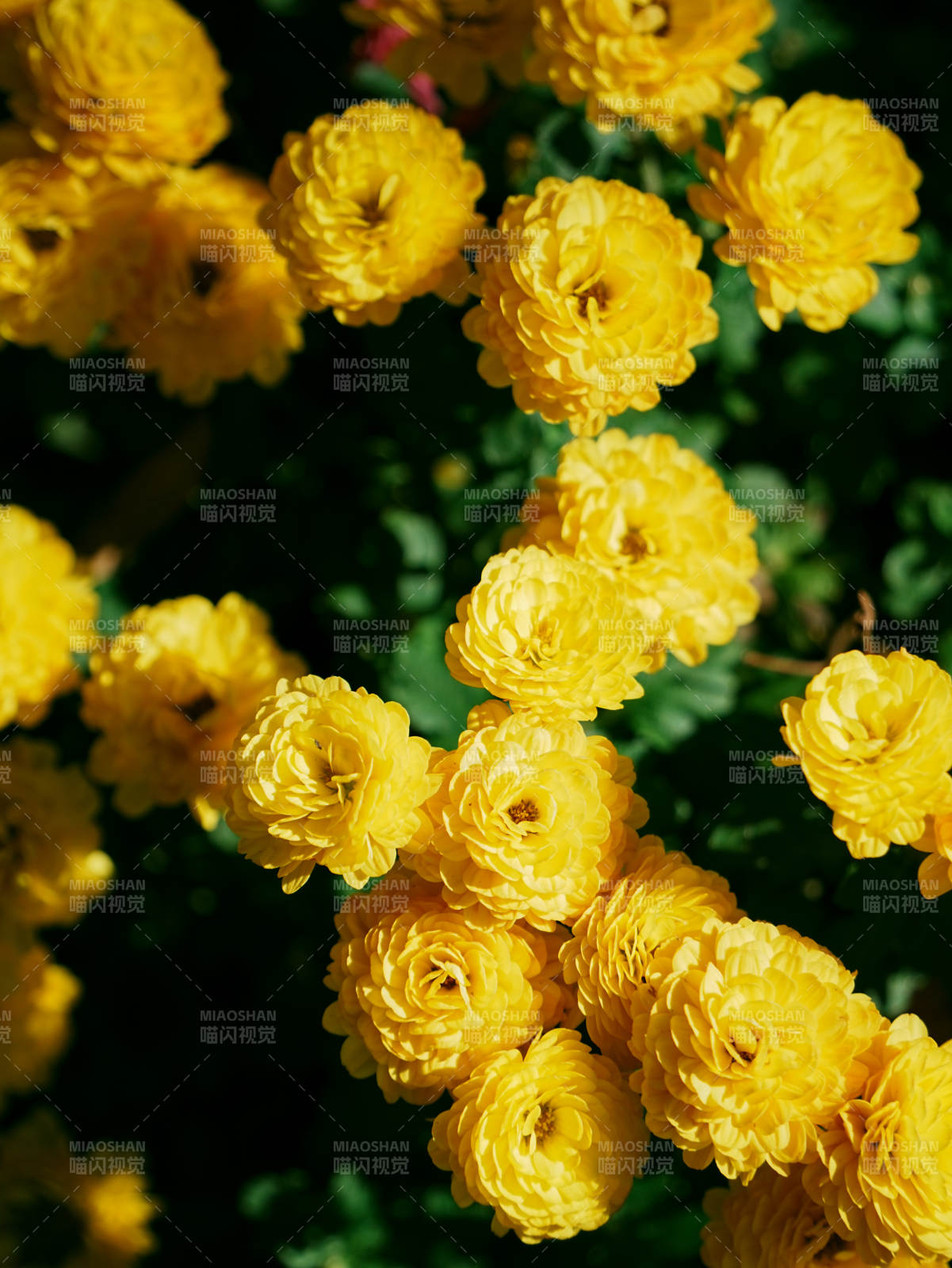 金色花海 明媚阳光图片