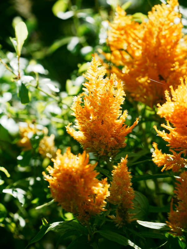 金色花穗在阳光下闪耀图片