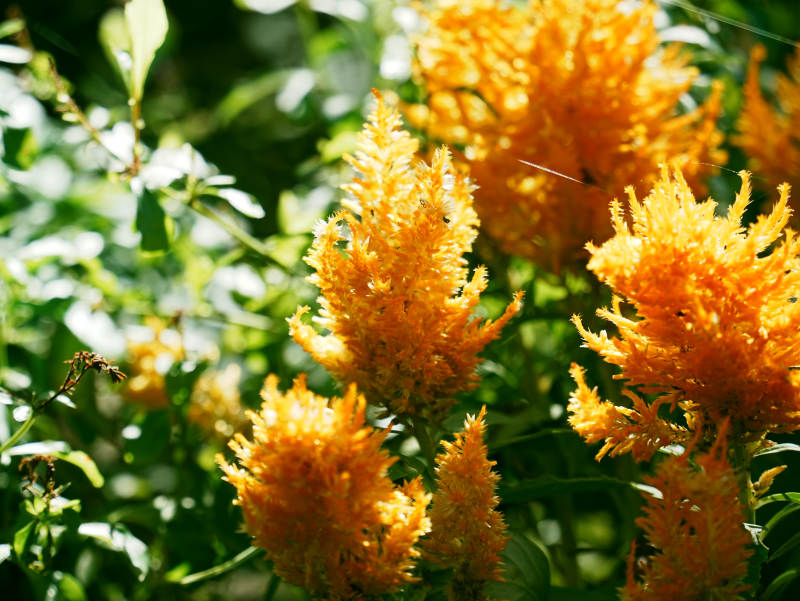 金色花穗在阳光下闪耀图片