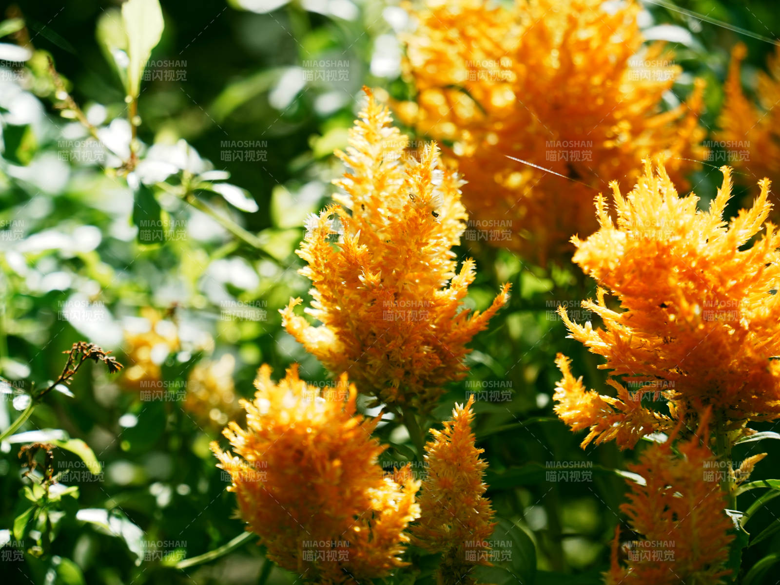 金色花穗在阳光下闪耀图片