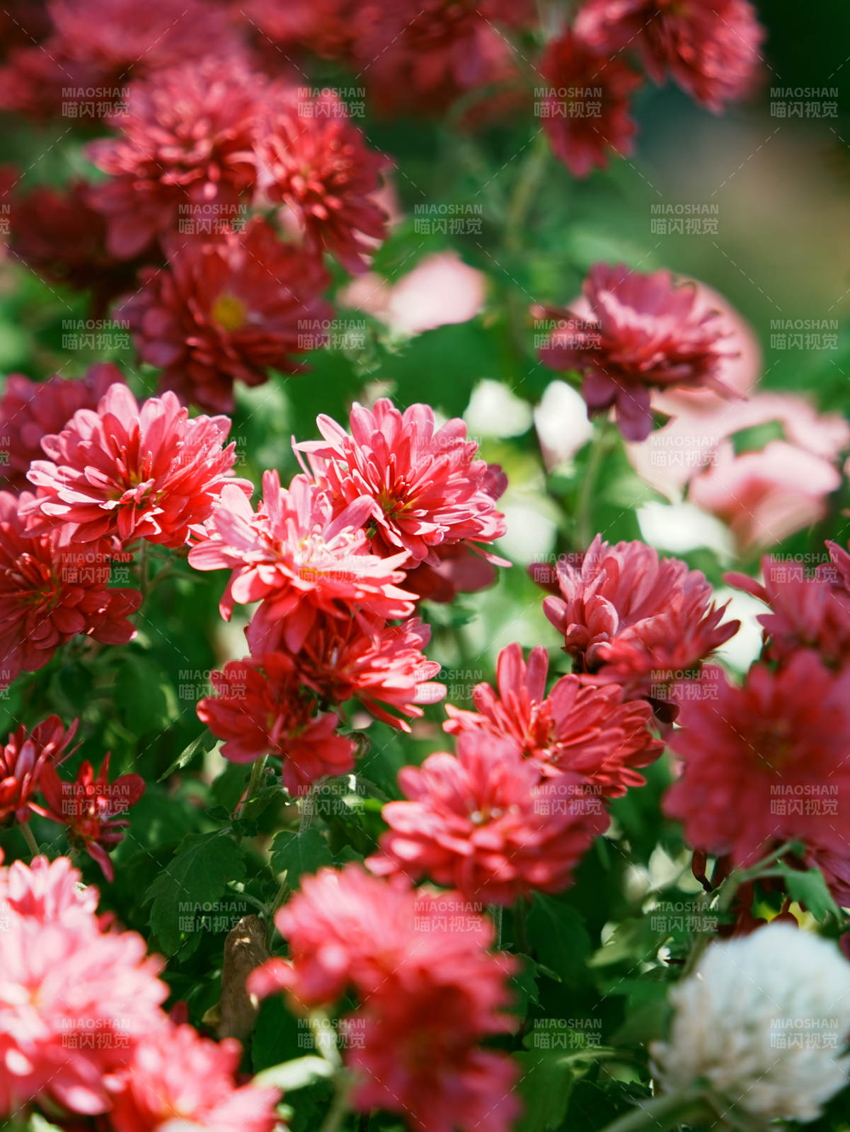 粉红菊花绽放美景图片