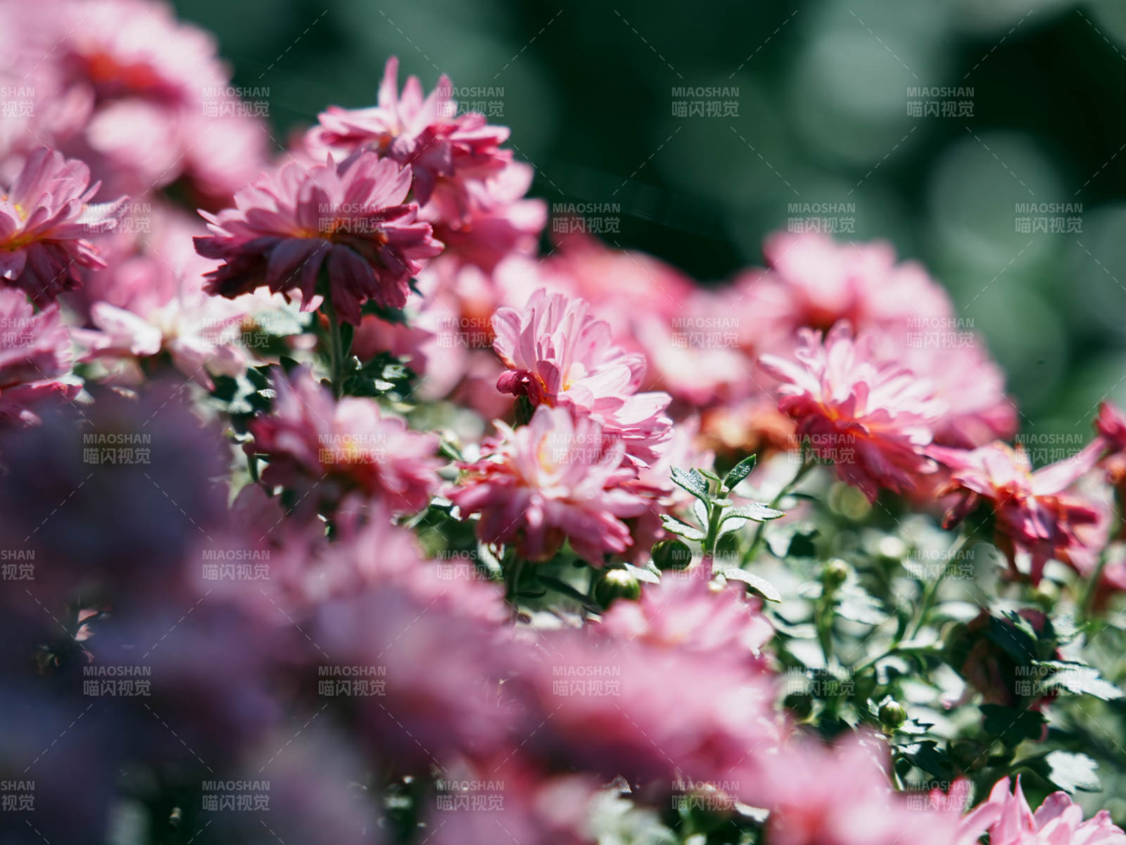 粉色菊花绽放的美丽瞬间图片