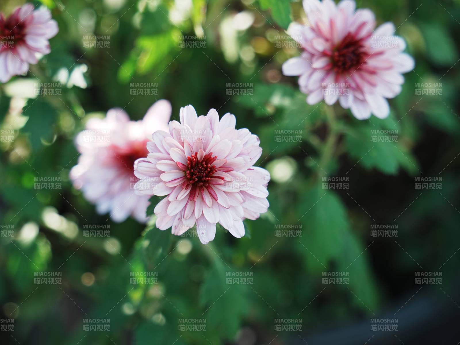 粉色花朵在绿叶中绽放图片