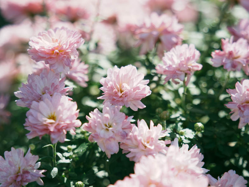 粉色菊花绽放花园中图片