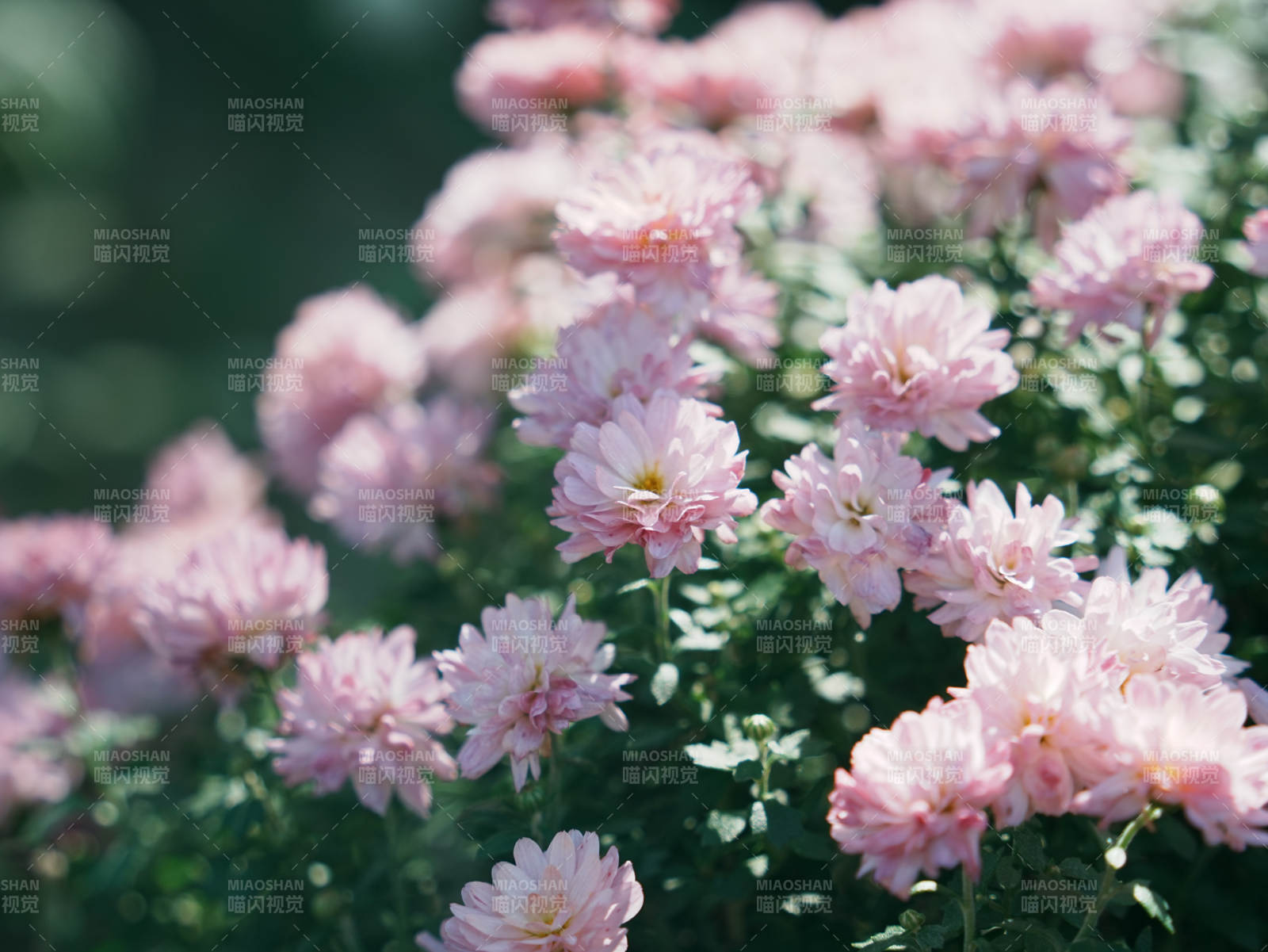 粉色菊花绽放的美丽瞬间图片