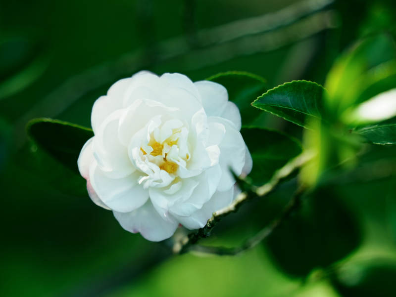 白花绿叶 清新自然图片