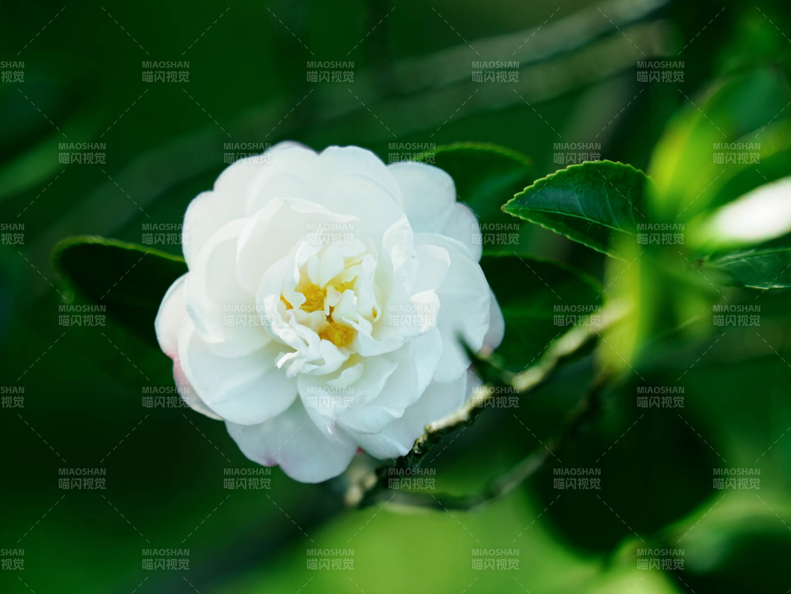 白花绿叶 清新自然图片