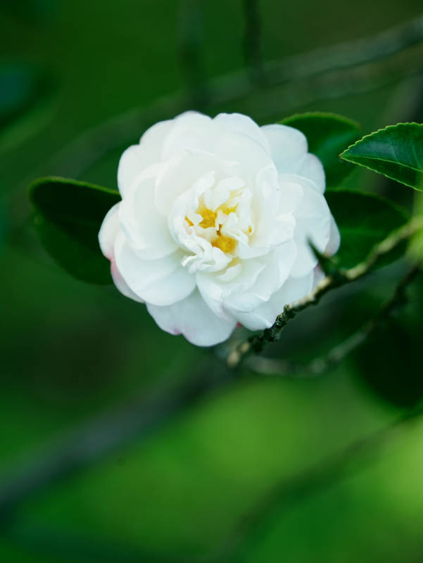 洁白山茶花绽放枝头图片