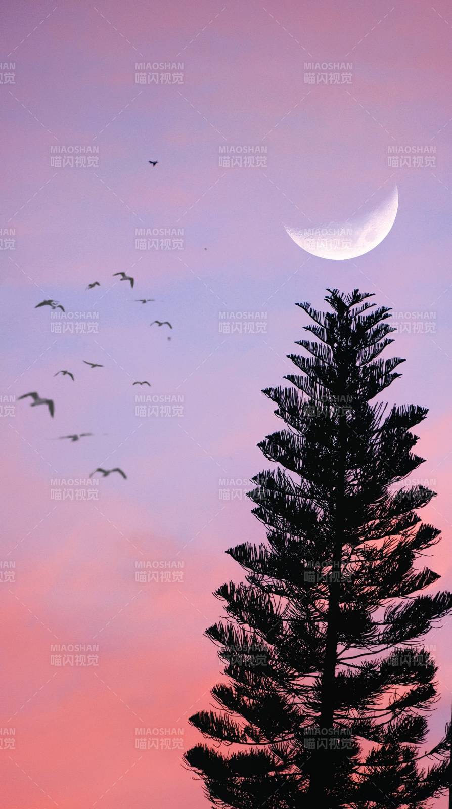 月落松间鸟归巢图片