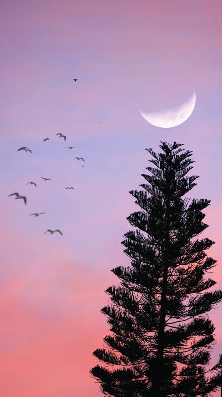 月落松间鸟归巢图片