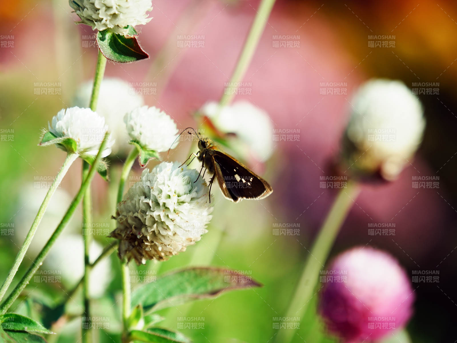 蝴蝶停驻白花间图片