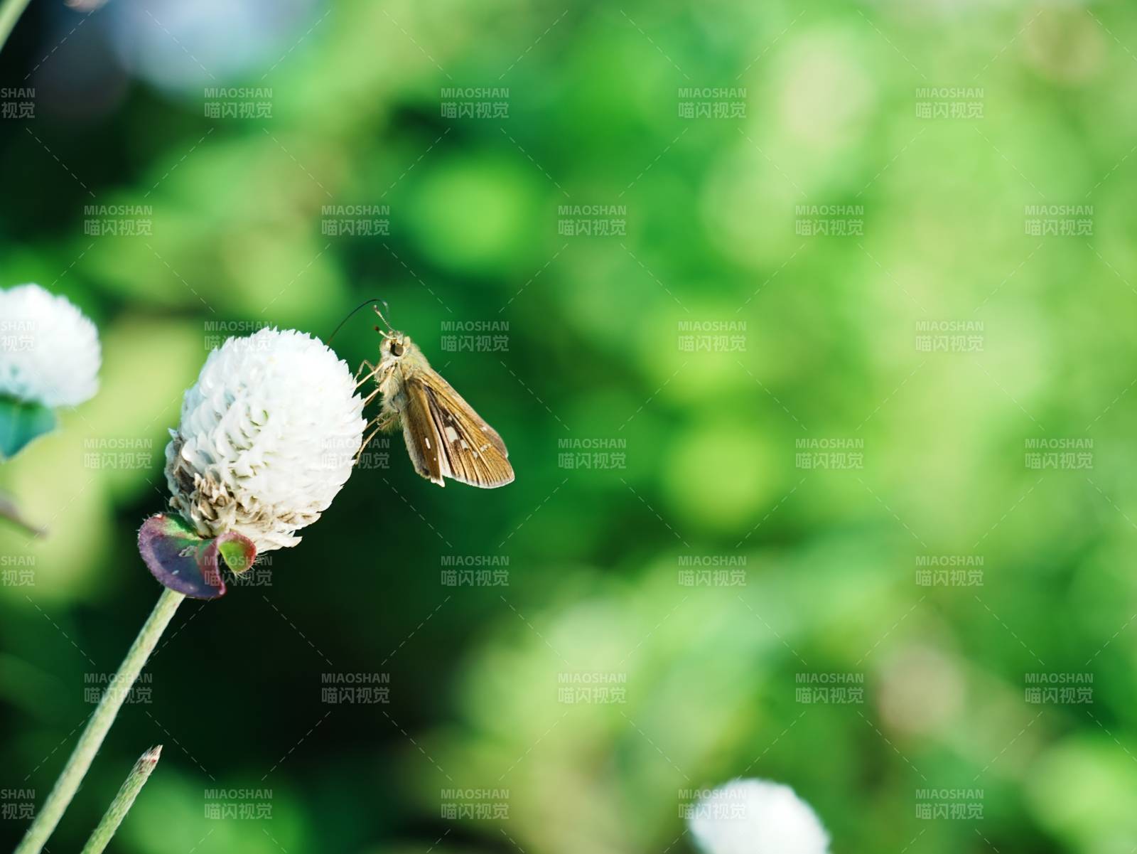 蝴蝶停歇在白色花朵上图片