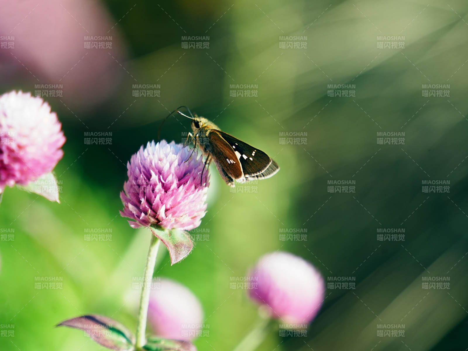 蝴蝶停驻粉花间图片