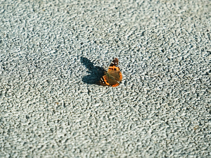 蝴蝶停歇在灰色纹理表面图片