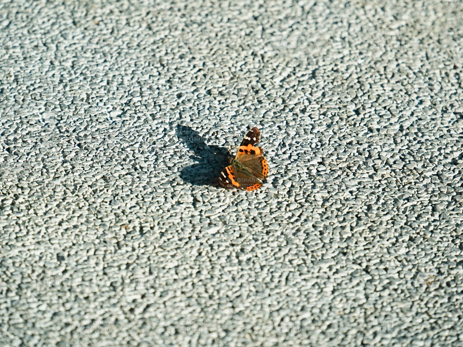蝴蝶停歇在灰色纹理表面图片