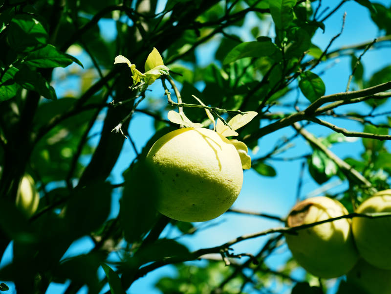 阳光下的柚子树果实图片
