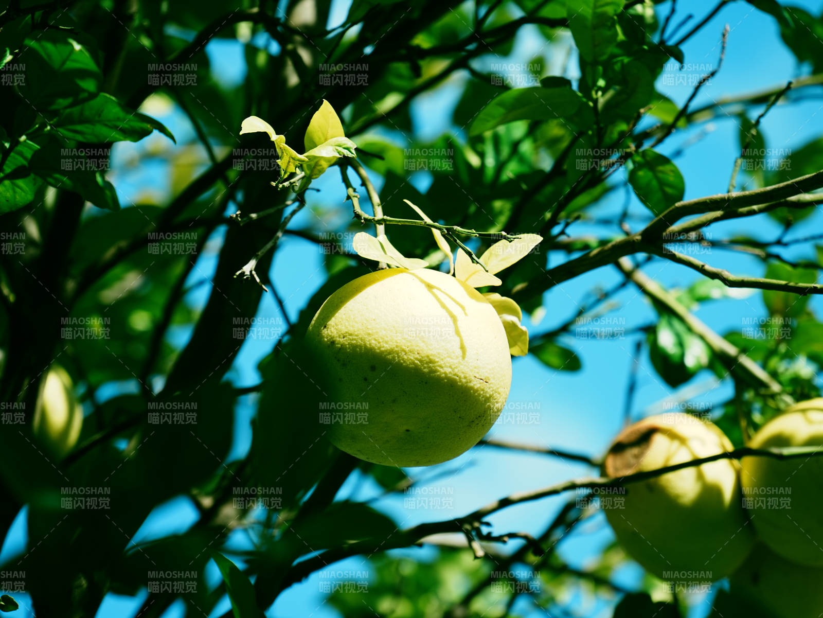 阳光下的柚子树果实图片