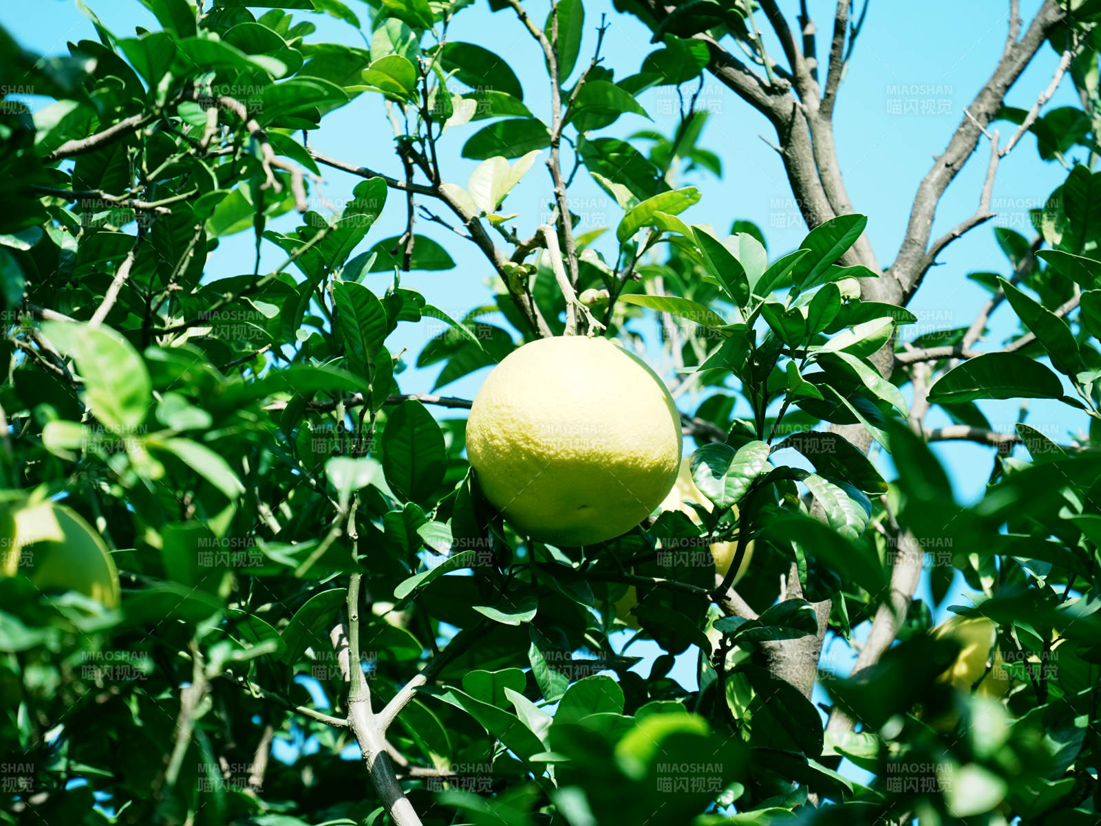 树上的柚子果实图片