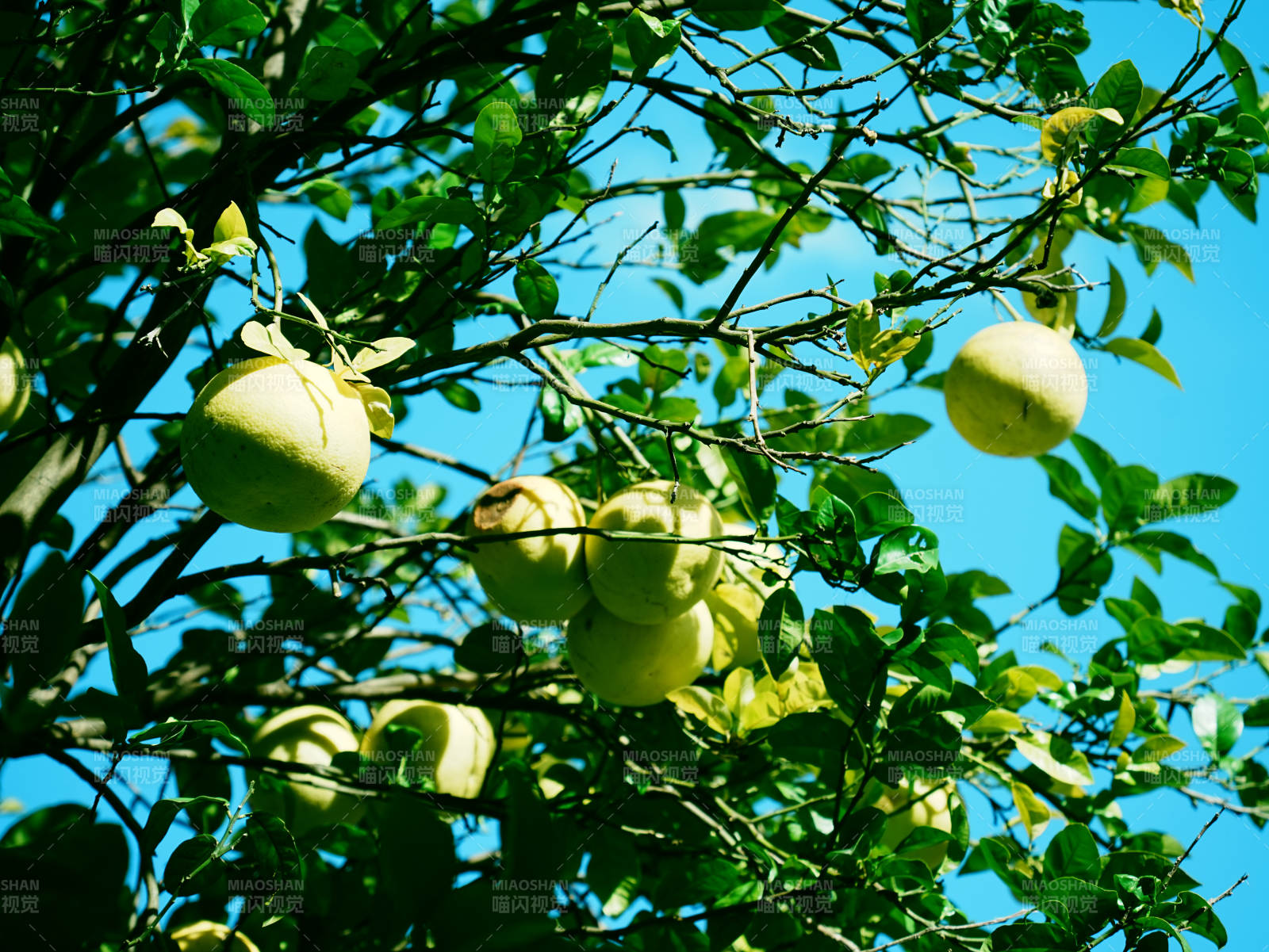 树上挂满青色柚子果实图片