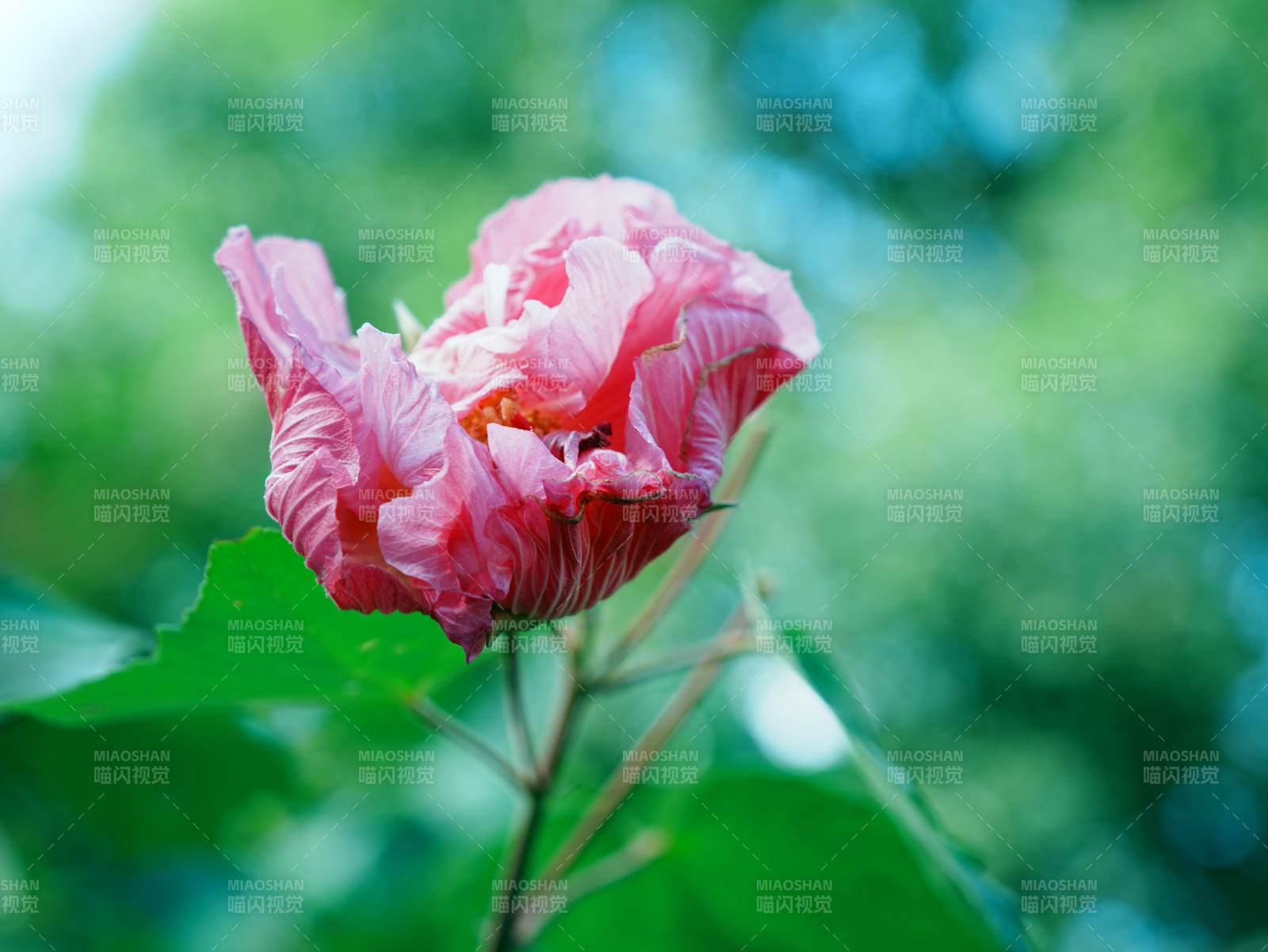 粉色芙蓉花绽放绿意中图片
