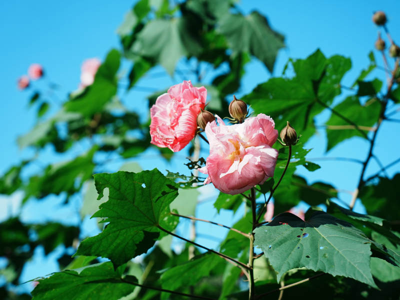 粉色花朵与绿叶相映成趣图片