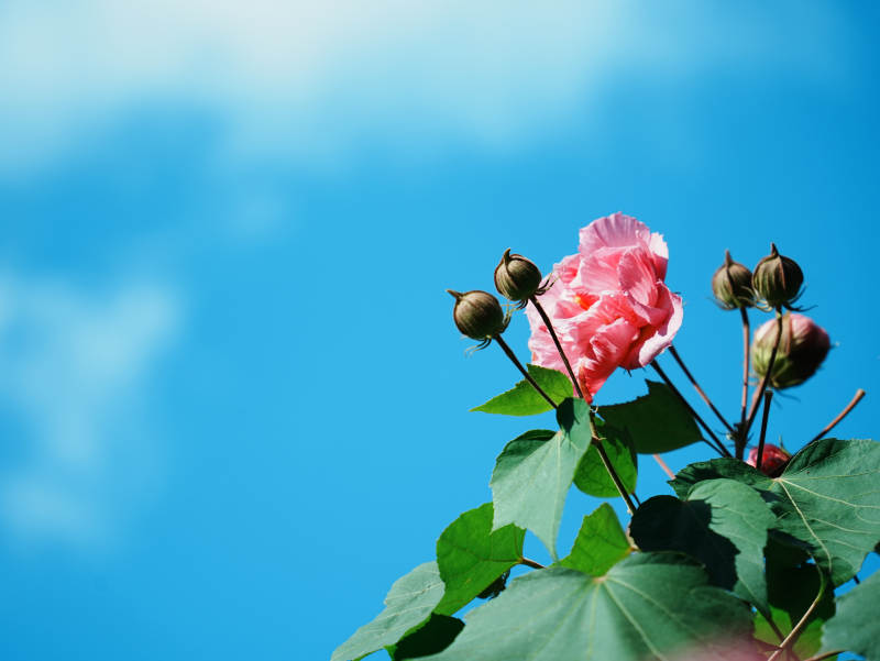 蓝天下的粉色花朵图片